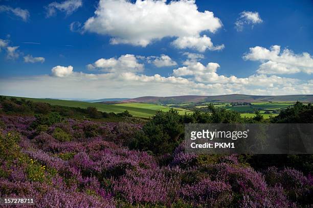 exmoor national park - exmoor national park stock pictures, royalty-free photos & images