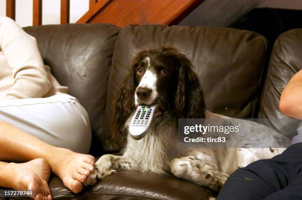 springer spaniel with tv remote and owner - remote control stock pictures, royalty-free photos & images