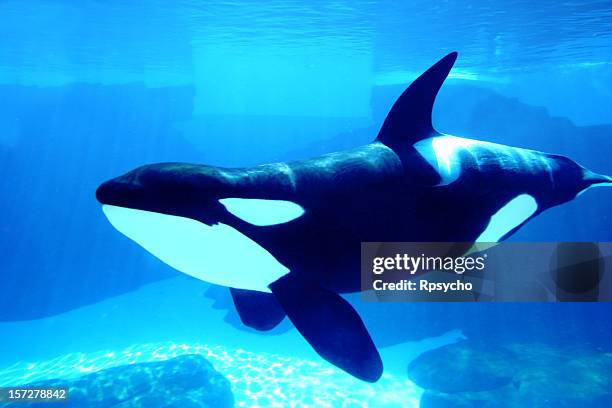 killer whale - killer whale stock pictures, royalty-free photos & images
