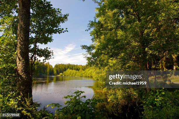 forest lake - bavarian forest stock pictures, royalty-free photos & images