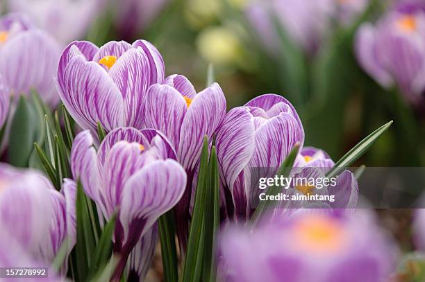 elegant crocus - flower extreme close up stock pictures, royalty-free photos & images