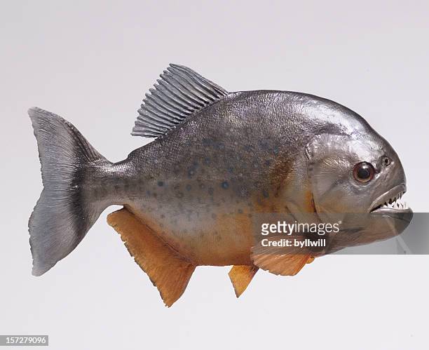 fleuve amazone pirahna poissons côté - cypriniforme photos et images de collection