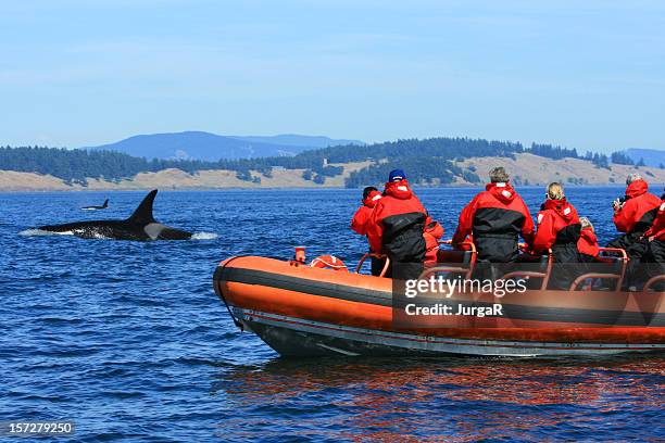 ballena orca frente a los turistas en zodiac barco canadá - whale watching fotografías e imágenes de stock