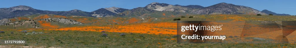 West Antelope Valley Spring Wildflowers Panorama