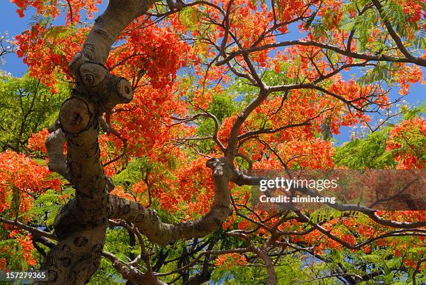 royal poinciana - delonix regia stock pictures, royalty-free photos & images