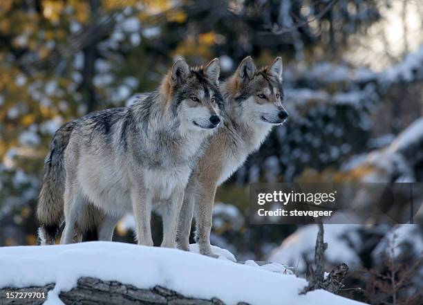 two wolves - wolfs stock pictures, royalty-free photos & images