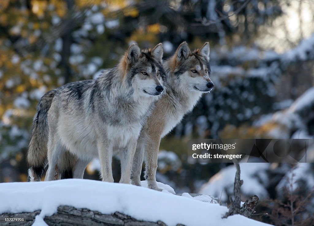 Dois Wolves