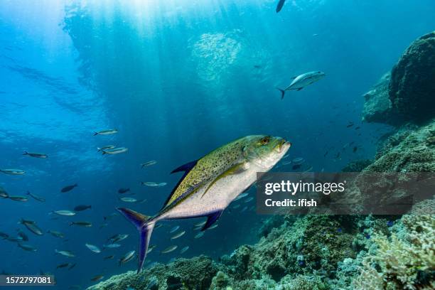 fast swimming bluefin trevally caranx melampygus, triton bay, indonesia - trevally jack stock pictures, royalty-free photos & images