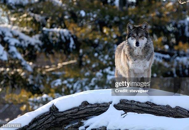 lone wolf - lobo 個照片及圖片檔