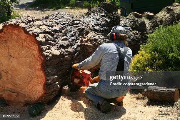 chain sawing through a giant evergreen tree - slash 2007 stock pictures, royalty-free photos & images