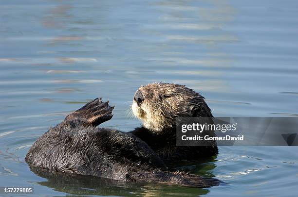 wild sea otter with his foot in the air - webbed foot stock pictures, royalty-free photos & images