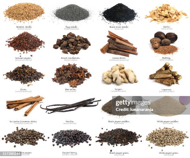 twenty spices. xxxl. second part. - vanilla powder bildbanksfoton och bilder