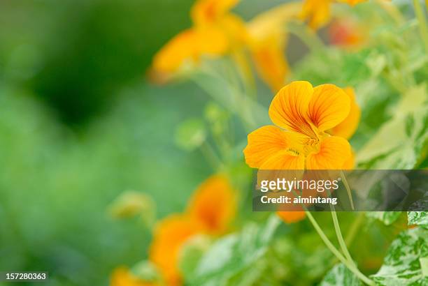 yellow bean flowers in blossom - nasturtium stockfoto's en -beelden