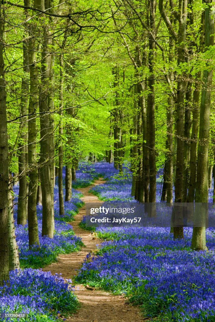 Weg, der sich durch ein Teppich von bluebells in einem Wald