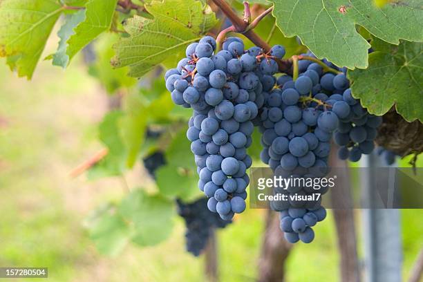 grapes ripening vineyards - unripe stock pictures, royalty-free photos & images