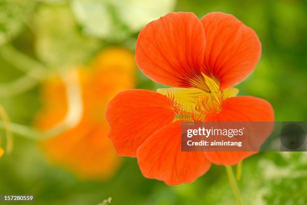 red kapuzinerkresse mit grünem hintergrund - nasturtiums stock-fotos und bilder