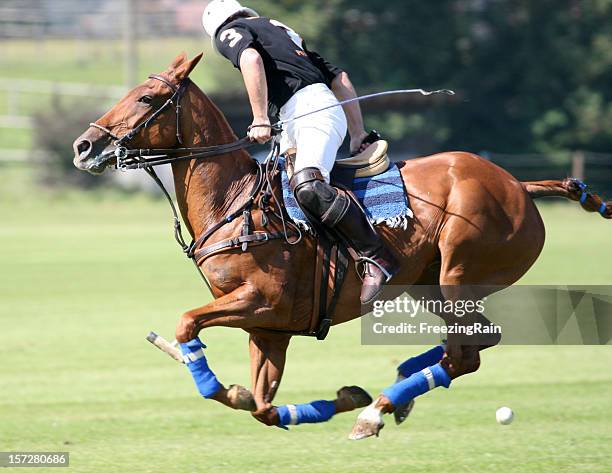 la vista atrás - polo horse fotografías e imágenes de stock