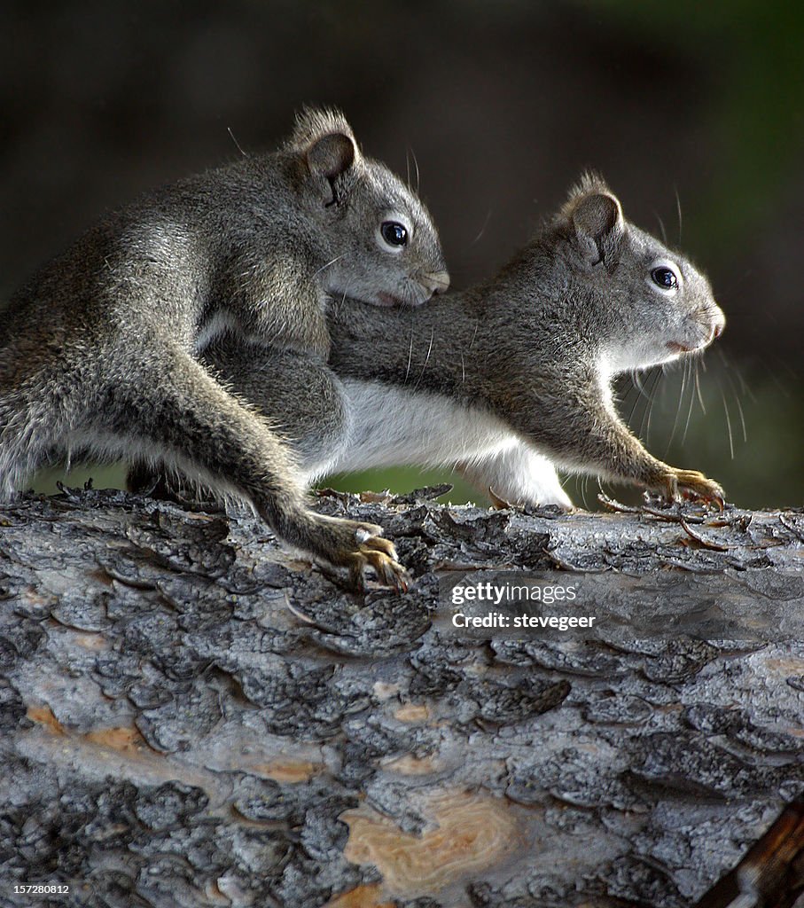 Dois esquilo