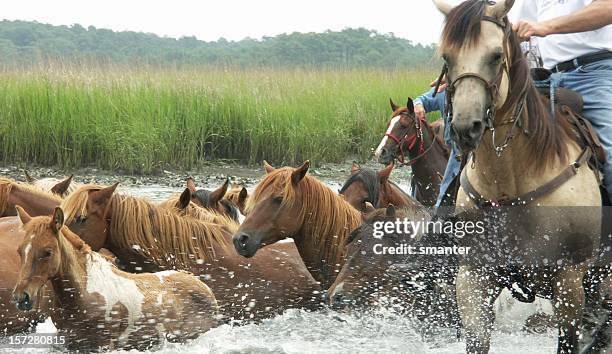 wild pony swim - chincoteague island stock pictures, royalty-free photos & images