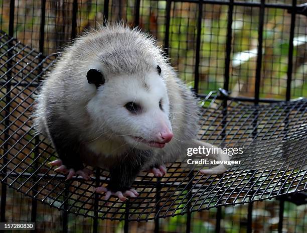 opossum - opossum stock pictures, royalty-free photos & images