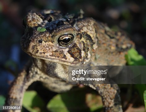 Toad Toad