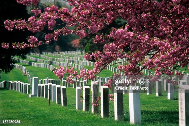 arlington national cemetery in bloom - 阿靈頓 德州 個照片及圖片檔