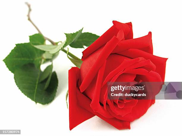 10 Single Roses Single Rose Photos and Premium High Res Pictures - Getty Images