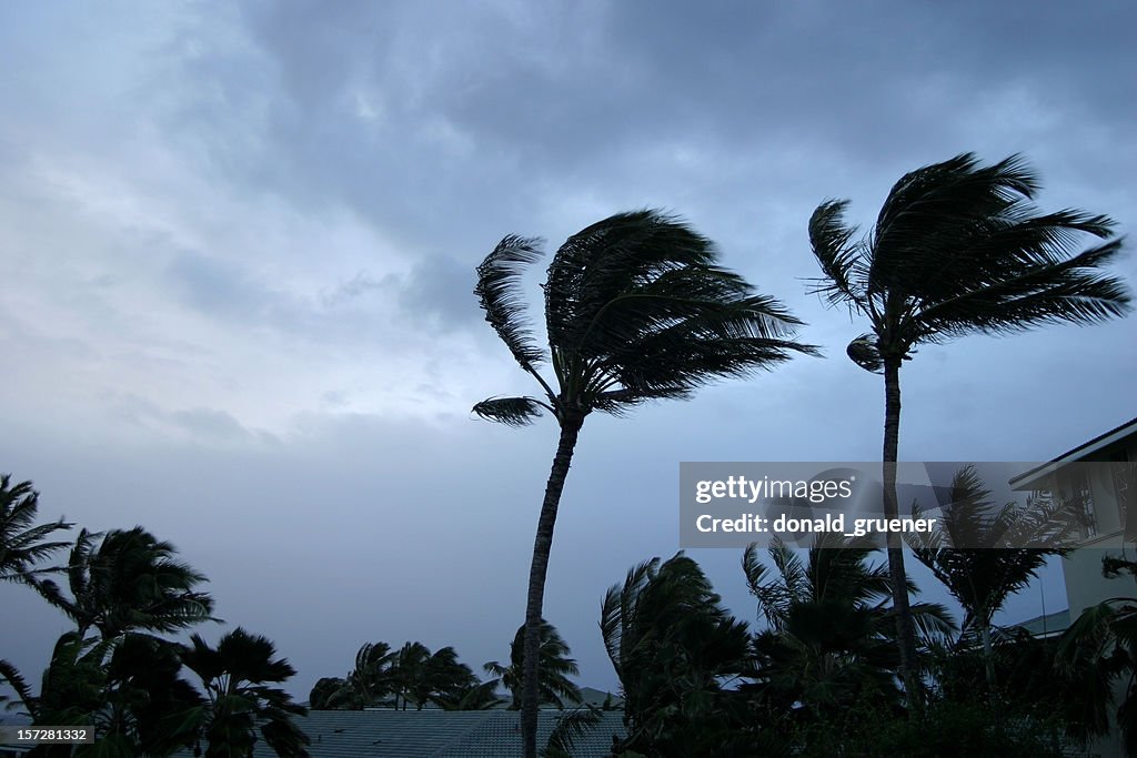 Hurricane or tropical storm wind buffeting palm trees