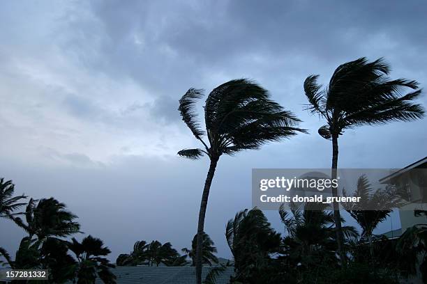 hurricane or tropical storm wind buffeting palm trees - orkan bildbanksfoton och bilder