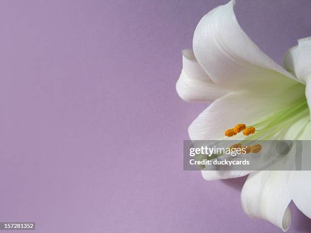 easter lily on lavender - easter lily stock pictures, royalty-free photos & images