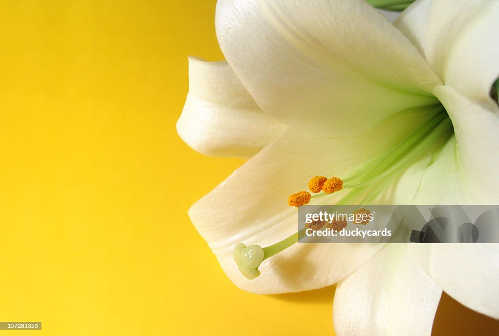Easter Lily on Yellow