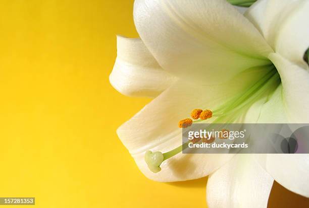easter lily on yellow - easter lily stock pictures, royalty-free photos & images