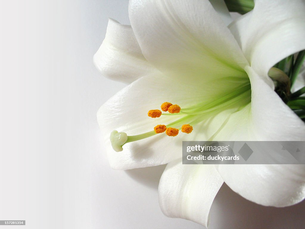 Easter Lily on White