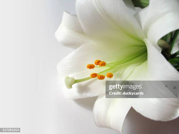 easter lily on white - easter lily stock pictures, royalty-free photos & images