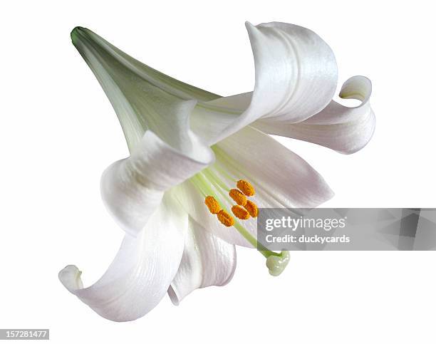 easter lily (with clipping path) - easter lily stock pictures, royalty-free photos & images