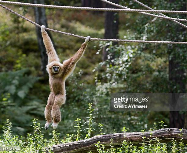 schwingen - monkeys stock-fotos und bilder