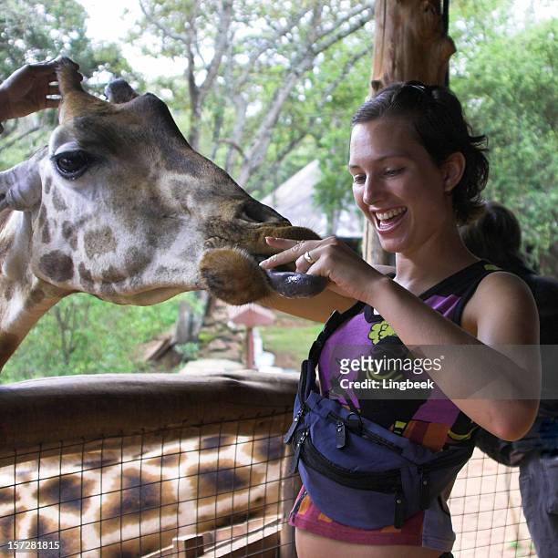 giraffe feeding - white giraffe bildbanksfoton och bilder
