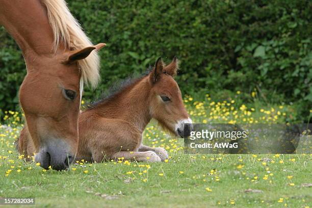 foal lying down while dam grazes in grassy field - new forest stock pictures, royalty-free photos & images