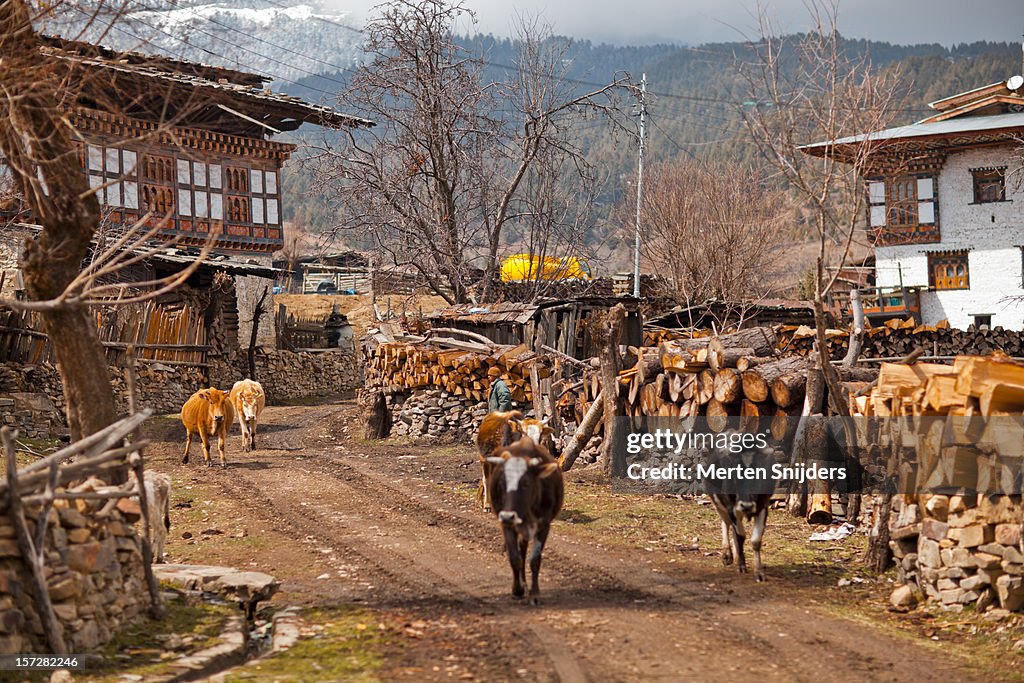 Cows pass through Ura