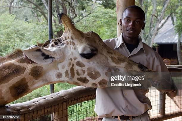 giraffe with ranger - giraffe stock pictures, royalty-free photos & images