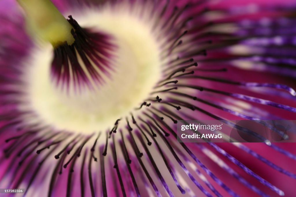 Passionate lashes - abstract of Passion flower