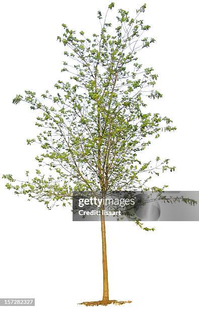 young tree on white background - jong boompje stockfoto's en -beelden