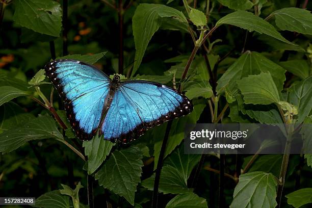 blue morpho peleides - butterfly - fotografias e filmes do acervo