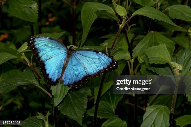 azul morpho peleides - borboleta imagens e fotografias de stock