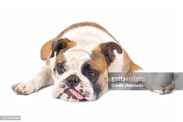 chien fatigué - bouledogue anglais photos et images de collection