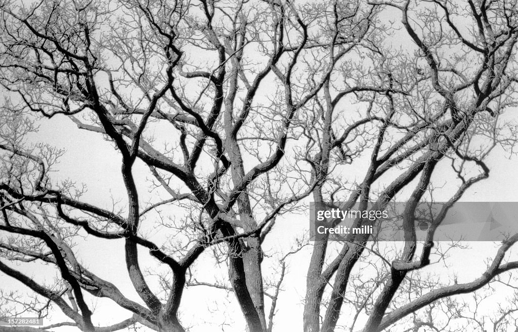 Twisted old tree (closeup)
