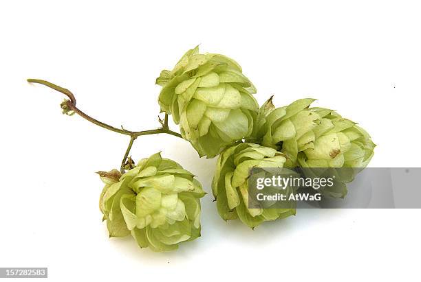 golden hops - beer hops stock pictures, royalty-free photos & images