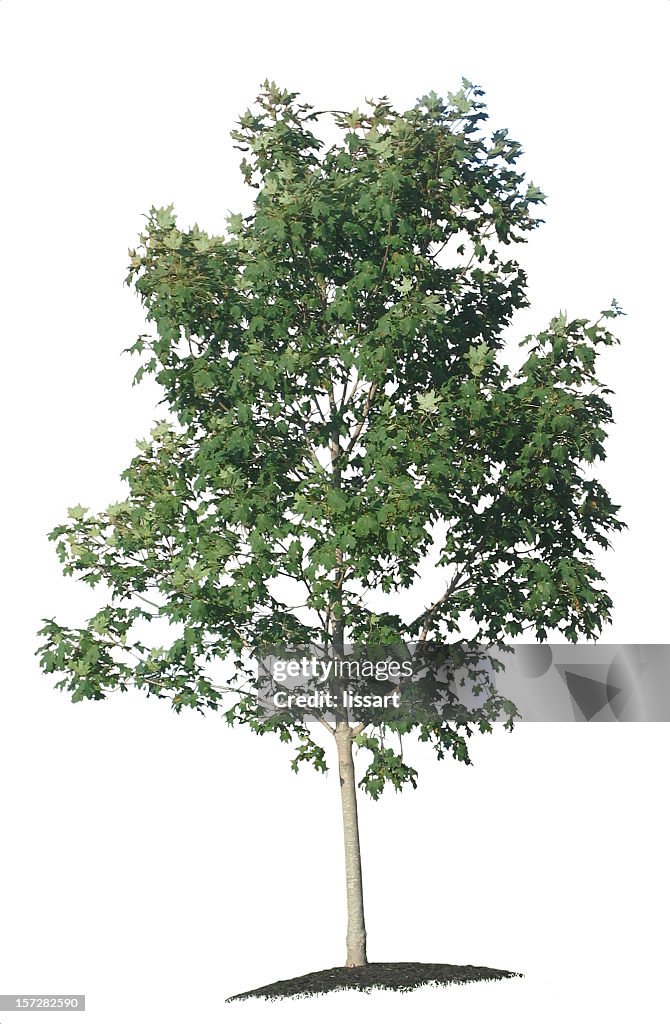 Young Maple Tree on White Background