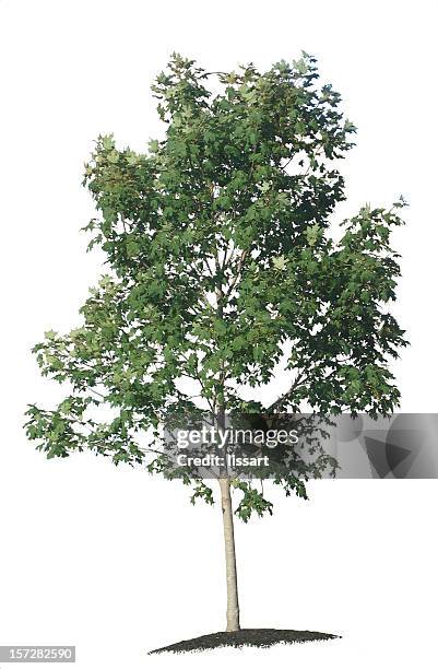 young maple tree on white background - small tree stock pictures, royalty-free photos & images