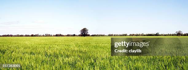 golden champs de blé, vue panoramique - australian culture stock photos et images de collection